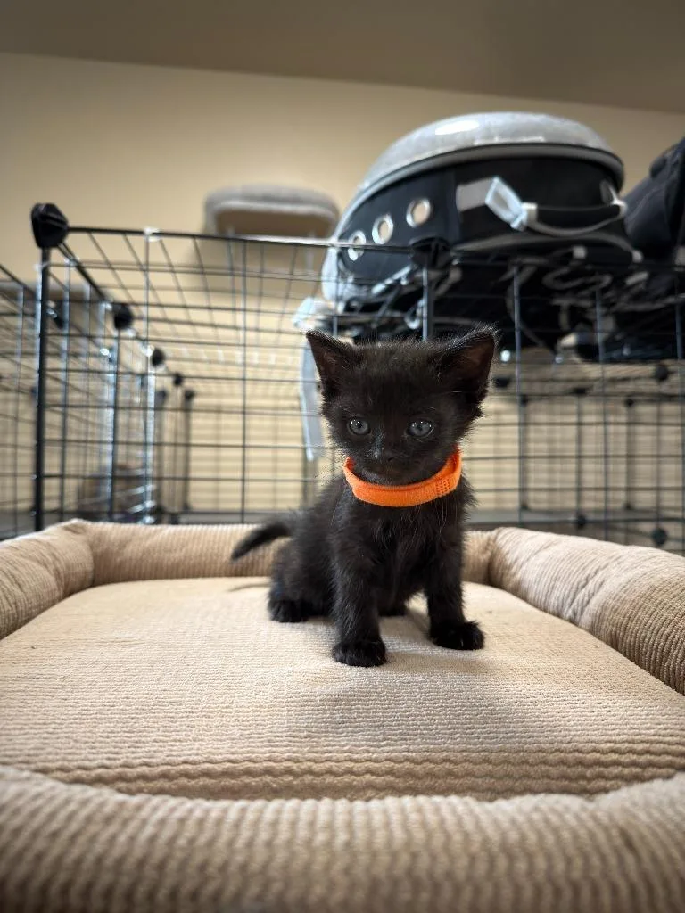 A baby small-sized female Domestic Short Hair cat named Squirt for adoption in La Verkin, UT
