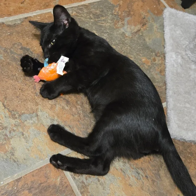 A baby small-sized male Black Domestic Short Hair cat named Peeby for adoption in Seminole, FL