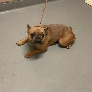 A young small-sized male Yellow / Tan / Blond / Fawn French Bulldog dog named Souffle for adoption in Tacoma, WA