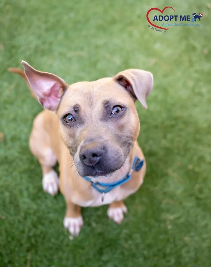 An adult medium-sized female Yellow / Tan / Blond / Fawn Mixed Breed dog named Slim for adoption in Alexandria, VA