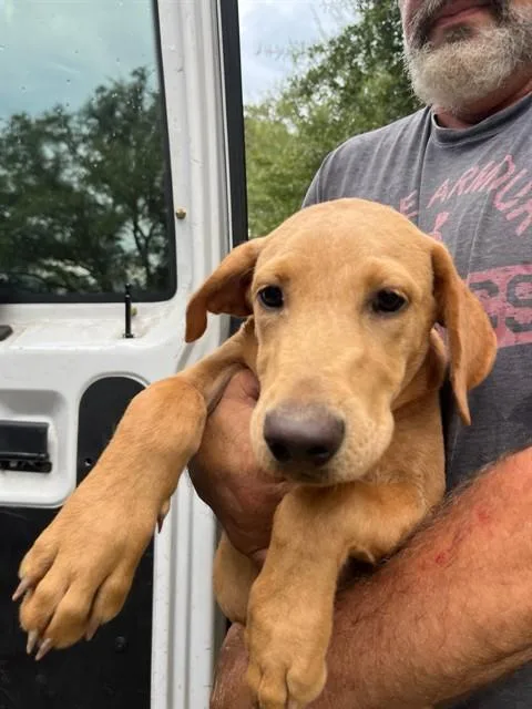 A baby medium-sized female Mixed Breed dog named Gigglemug for adoption in Fort Walton Beach, FL