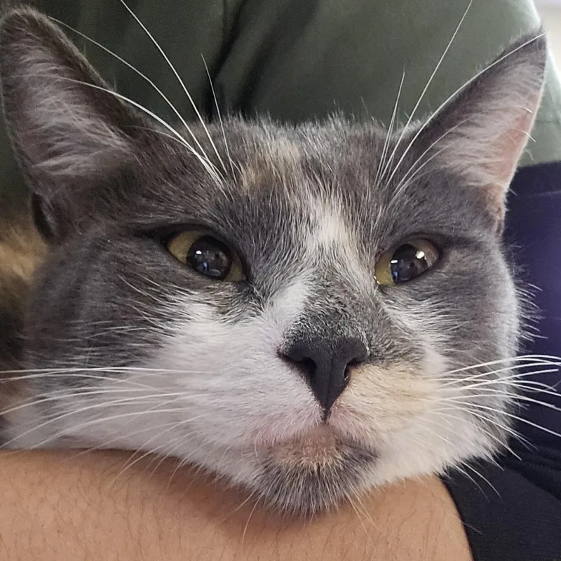 A young medium-sized female Domestic Short Hair cat named Parasol for adoption in Flagstaff, AZ