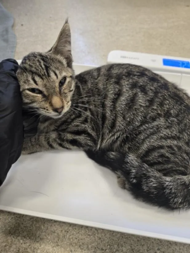 A baby small-sized female Domestic Short Hair cat named Solana for adoption in Hagerstown, MD