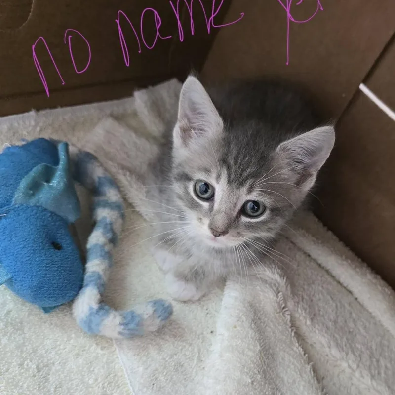 A baby small-sized female Domestic Short Hair cat named Biscuit for adoption in New Tazewell, TN