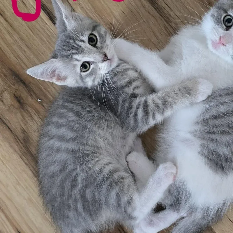 Biscuit thumbnail 2