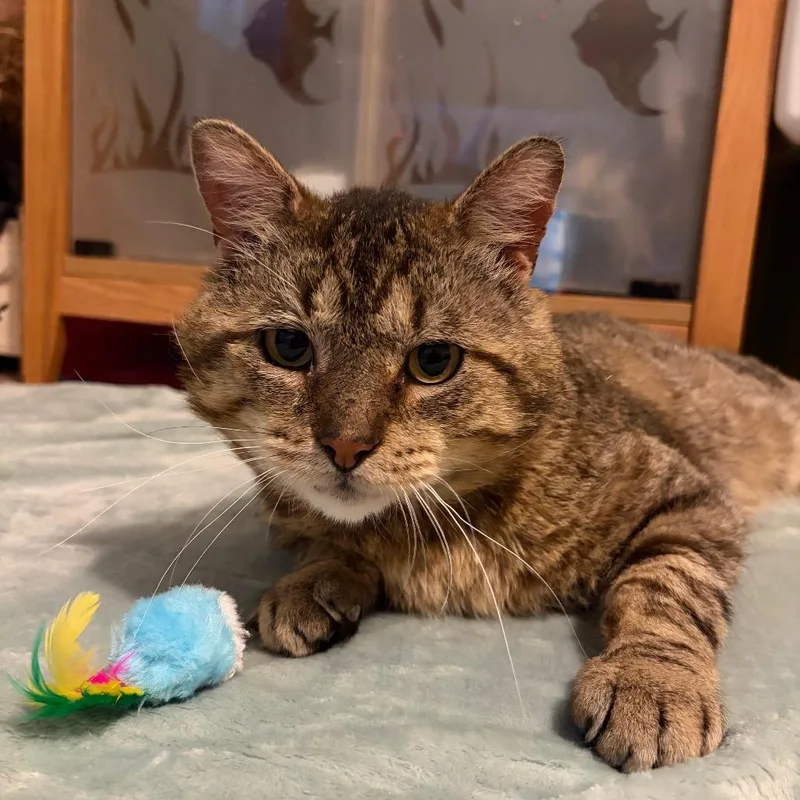 An adult large-sized male Brown / Chocolate Domestic Short Hair cat named Nicky for adoption in Chicago, IL