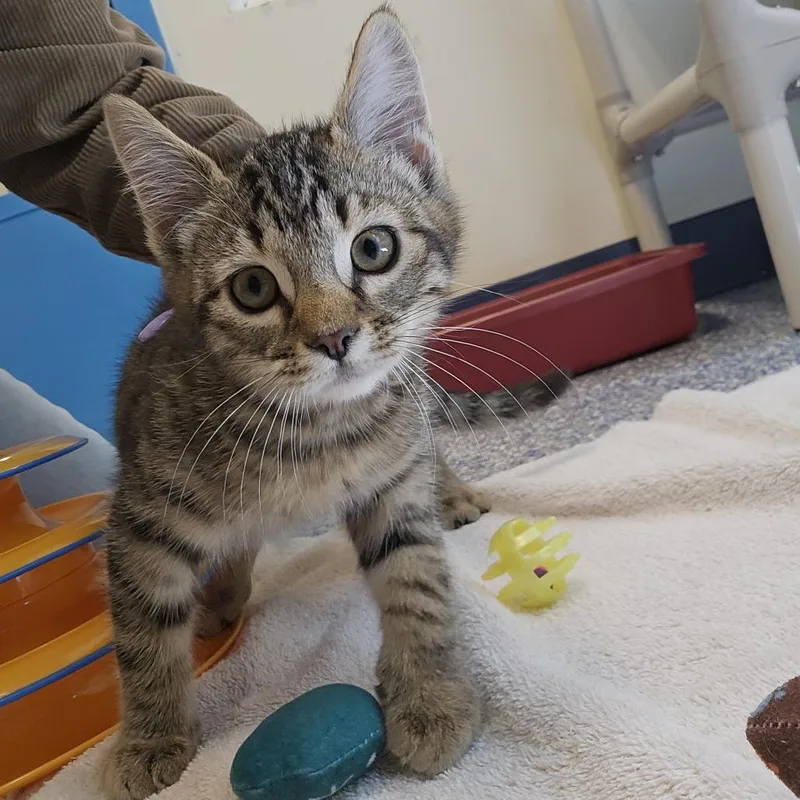 A baby small-sized male Gray / Blue / Silver Domestic Short Hair cat named Mocha for adoption in Port Townsend, WA