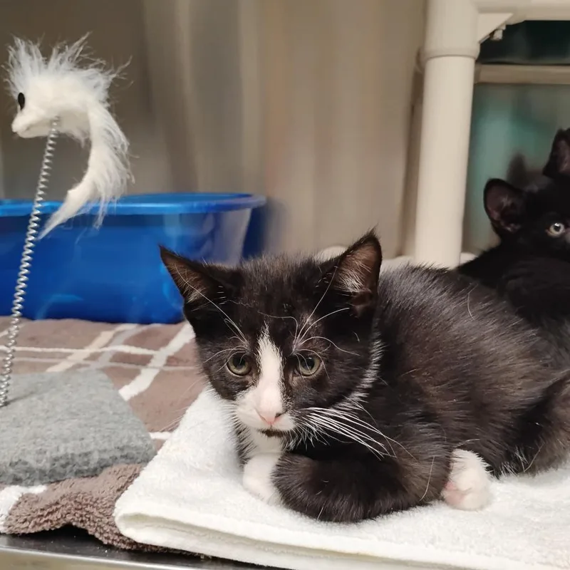 A baby small-sized male Black Domestic Short Hair cat named Lady's Boy for adoption in Wilmington, DE