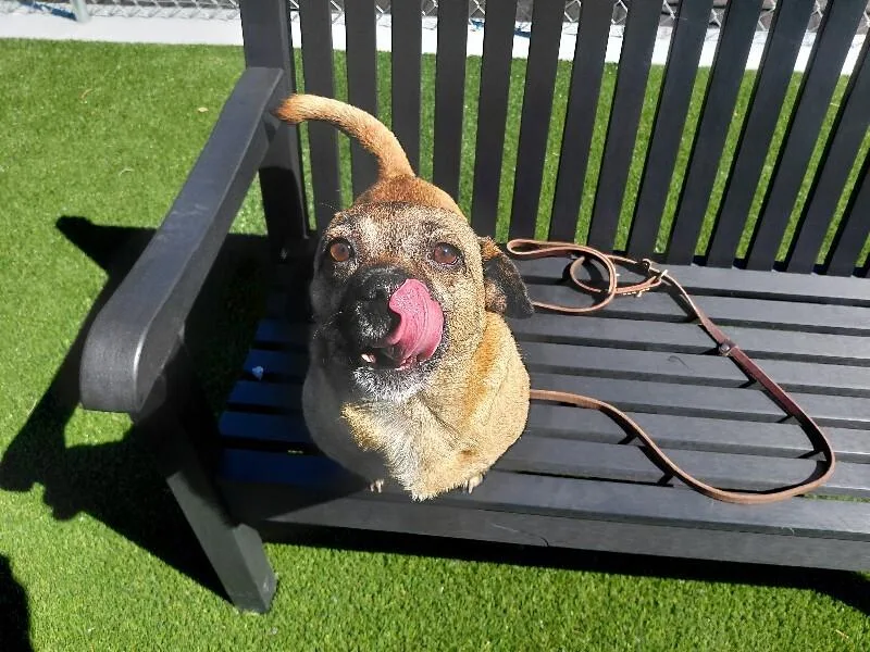An adult medium-sized female Brown / Chocolate Mixed Breed dog named Mabel for adoption in bellefontaine, OH
