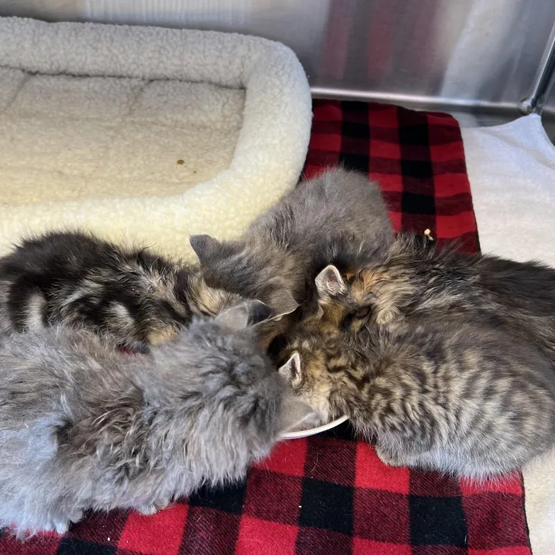 A baby small-sized male Gray / Blue / Silver Domestic Long Hair cat named Axel for adoption in Madisonville, TN
