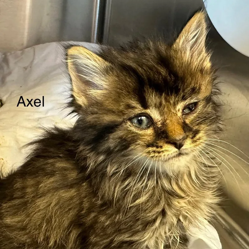 Axel thumbnail 2