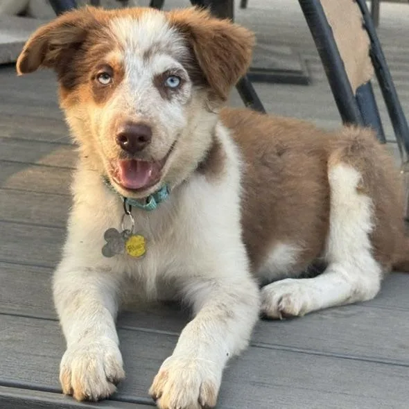 A baby medium-sized male Tricolor (Brown, Black, & White) Australian Shepherd dog named Blizzard for adoption in Albany, NY