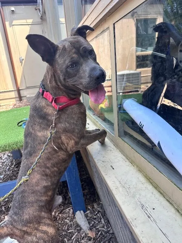 An adult large-sized male Brindle Mixed Breed dog named Pb for adoption in Cincinnati, OH