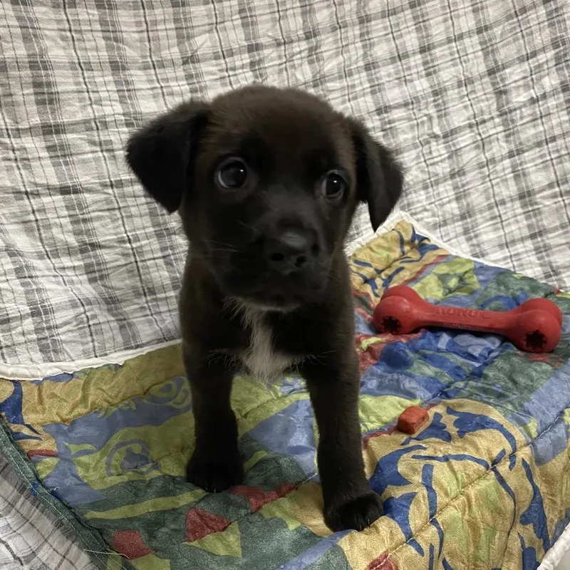 A baby small-sized male Black Labrador Retriever dog named Wybie for adoption in Caryville, TN