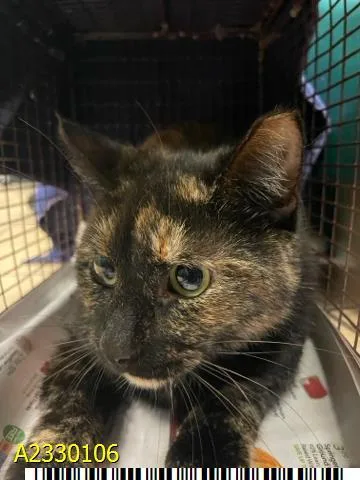 A young small-sized female Domestic Short Hair cat named Lana for adoption in West Palm Beach, FL