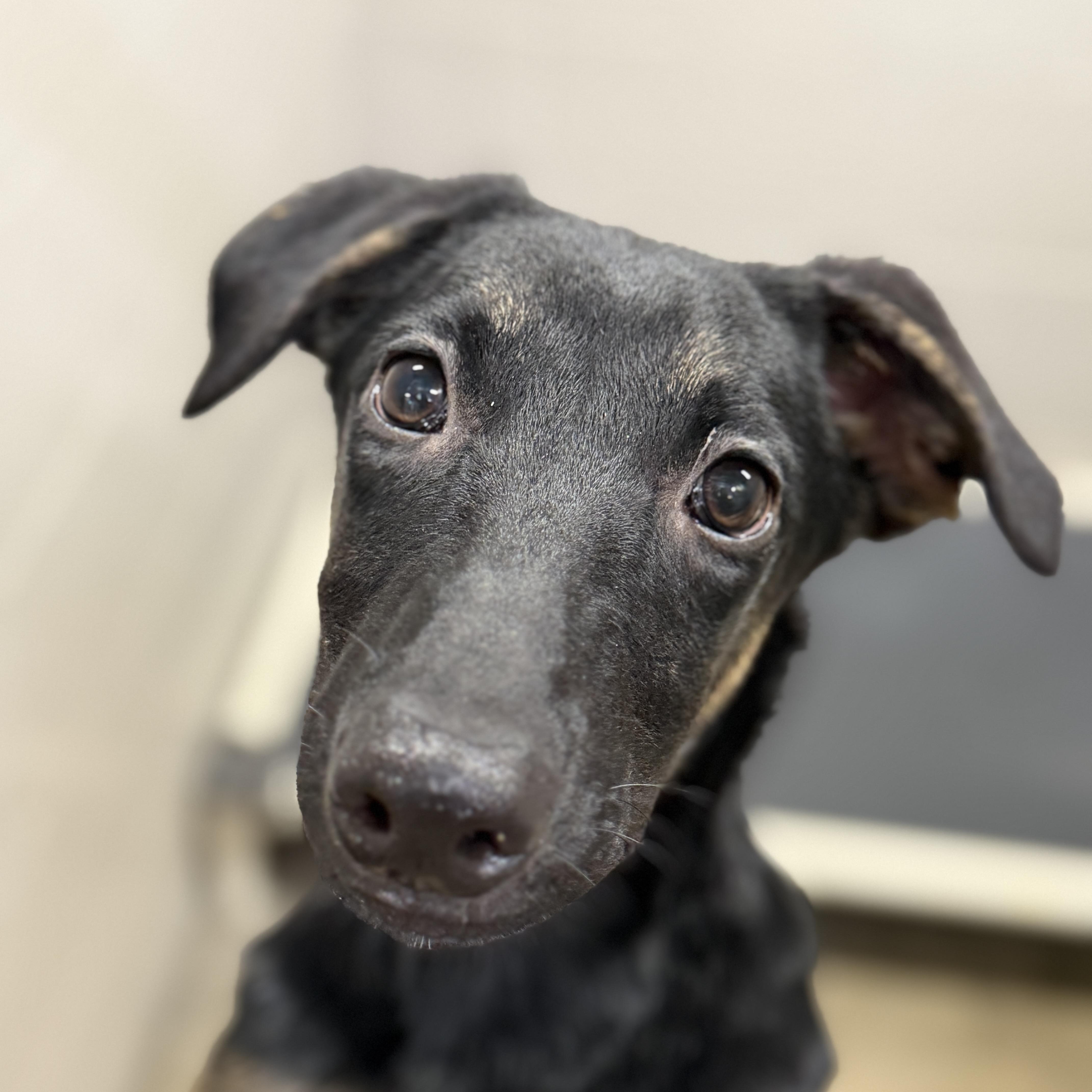 A baby medium-sized female Belgian Shepherd / Malinois dog named Monster for adoption in Sacramento, CA