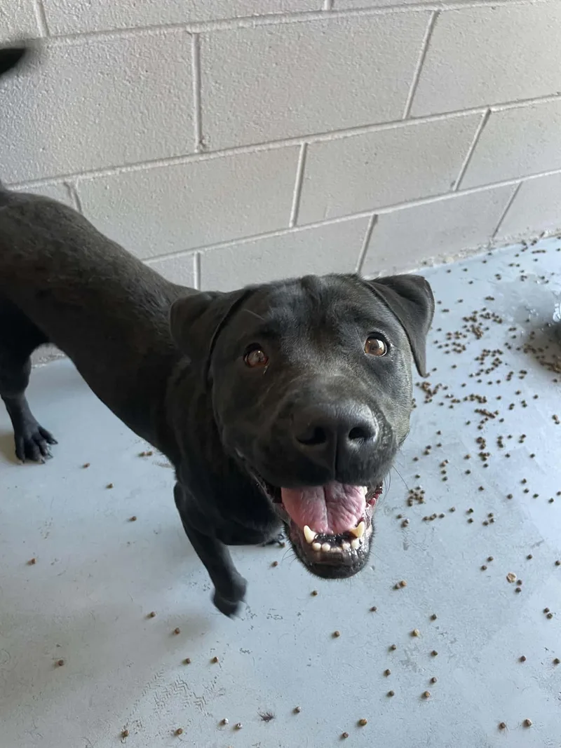An adult medium-sized female Pit Bull Terrier dog named Abbie for adoption in Bishopville, SC