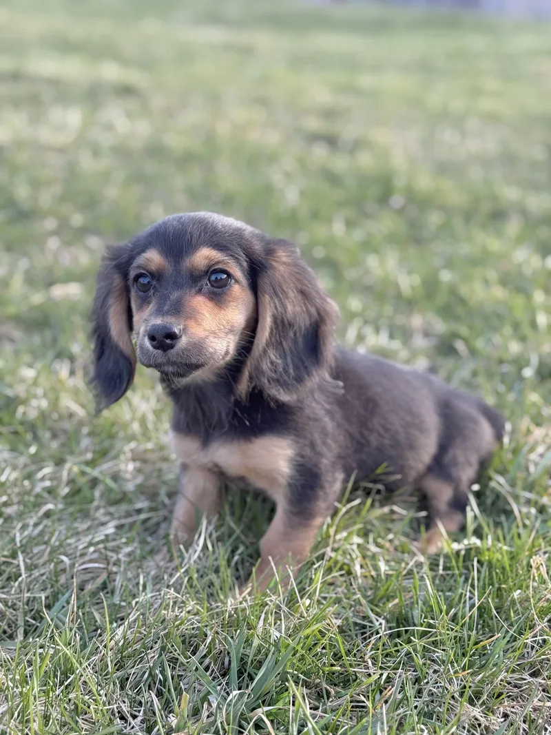 A baby small-sized female Dachshund (Long Haired) dog named Tanya for adoption in Iron Ridge, WI