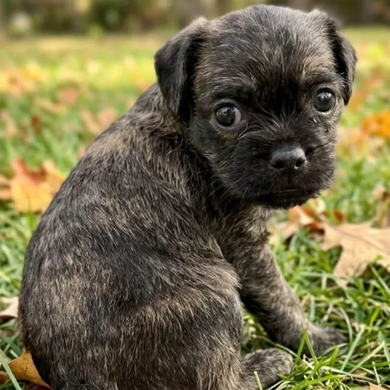 A baby small-sized female Chug dog named Loretta for adoption in Rockwall, TX