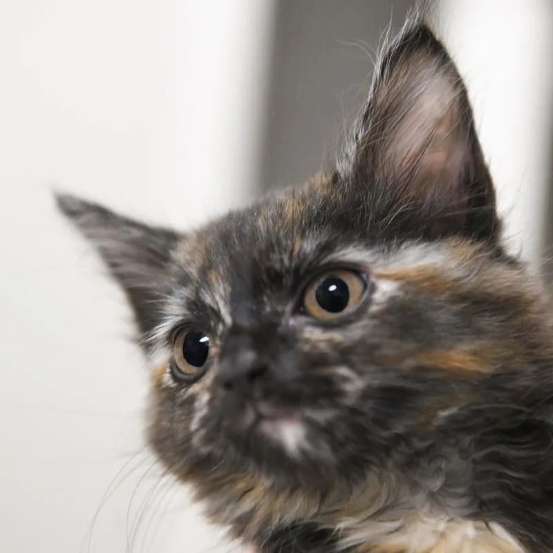 A baby small-sized female Tortoiseshell Domestic Short Hair cat named Pennywise for adoption in Redwood City, CA