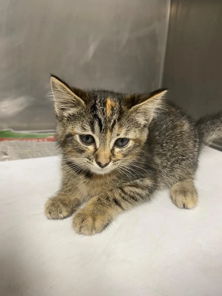 A baby small-sized female Domestic Short Hair cat named Diva for adoption in Hopkinsville, KY