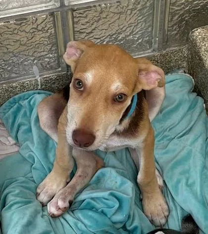 A baby small-sized male Mixed Breed dog named Kai for adoption in Washington, DC