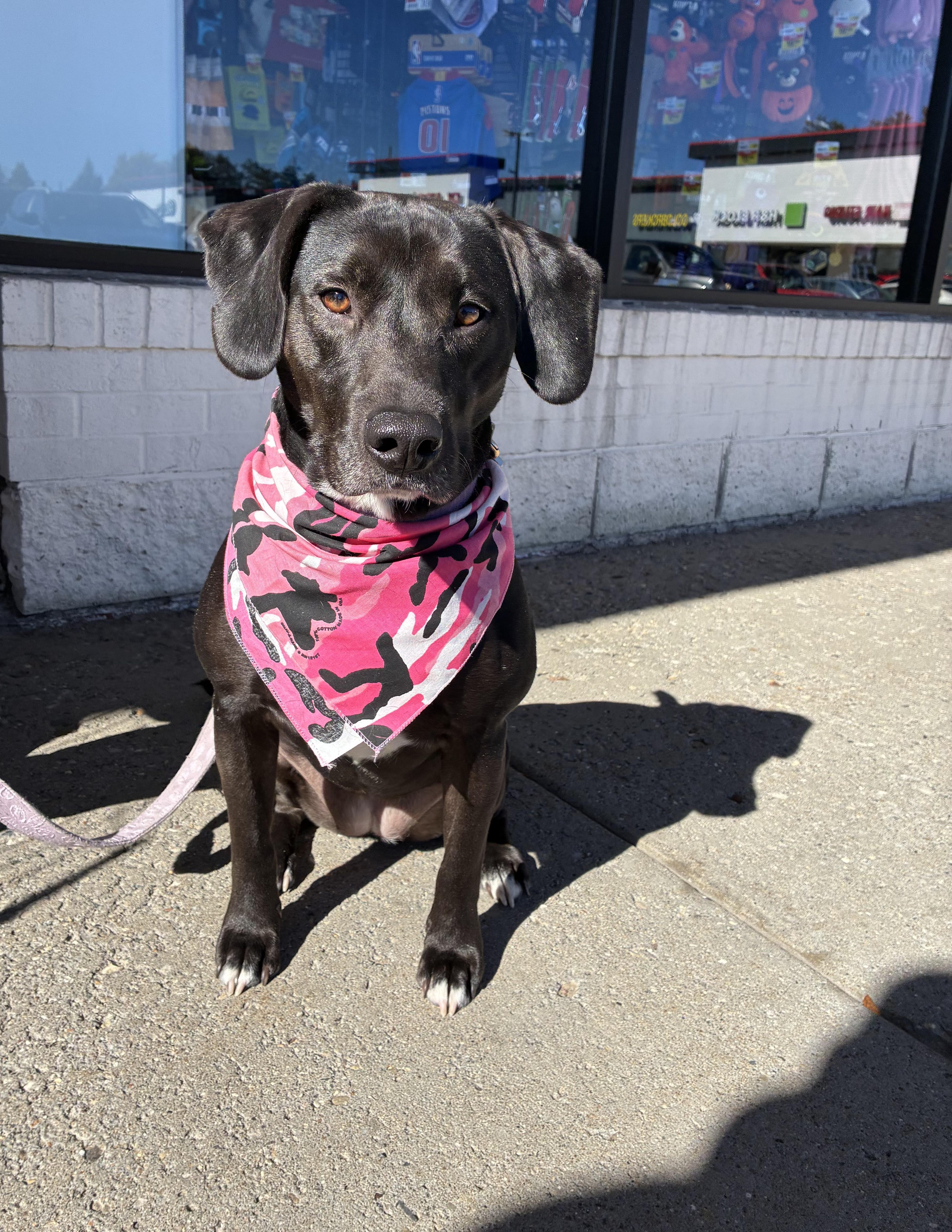 A young medium-sized female Black Labrador Retriever dog named Bella for adoption in White Lake, MI