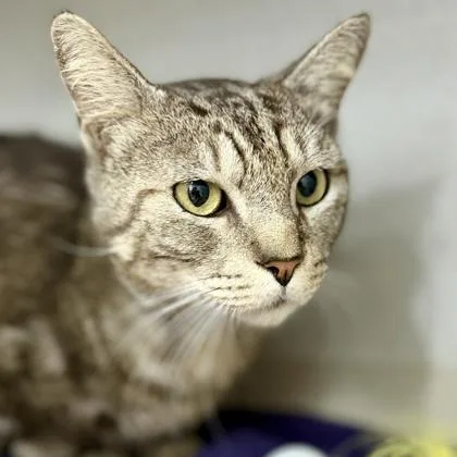 An adult small-sized male Gray / Blue / Silver Domestic Short Hair cat named Jae for adoption in Atlanta, GA