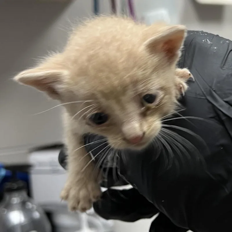 A baby small-sized male Cream / Ivory Domestic Short Hair cat named Papaya for adoption in Lufkin, TX