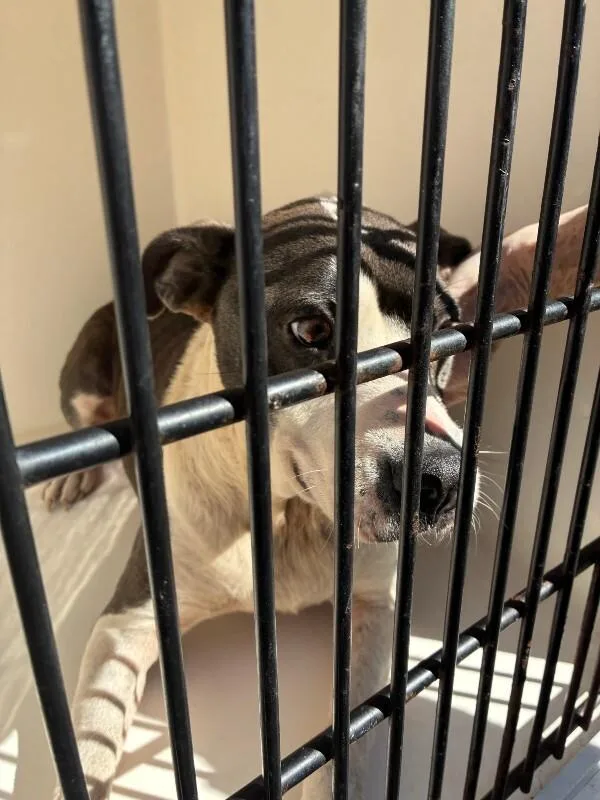 An adult medium-sized female Gray / Blue / Silver Mixed Breed dog named Daisy Bones for adoption in Mobile, AL