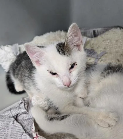 A baby small-sized male Domestic Short Hair cat named Opossum for adoption in Cumming, GA