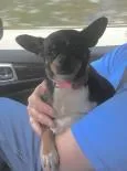 A senior small-sized female Chihuahua dog named Mystic for adoption in Newport, KY