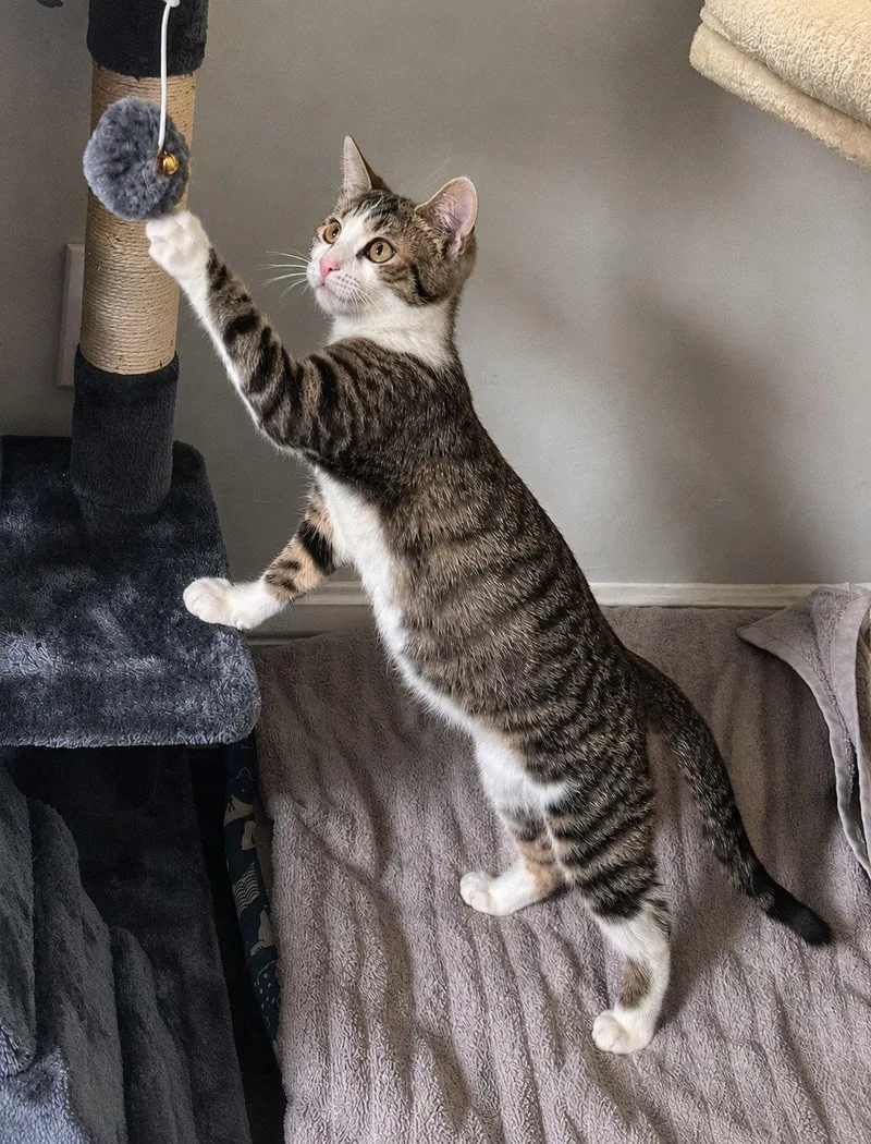 A young medium-sized male Domestic Short Hair cat named Alvin Months for adoption in Sterling, MA