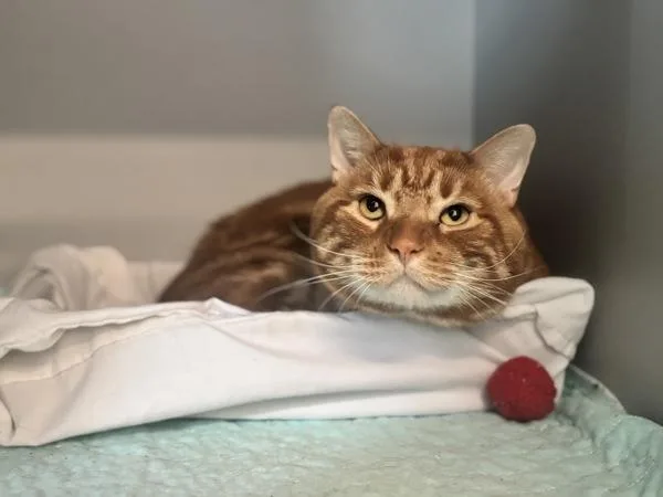 An adult medium-sized male Domestic Short Hair cat named Rubio for adoption in Ridgewood, NY