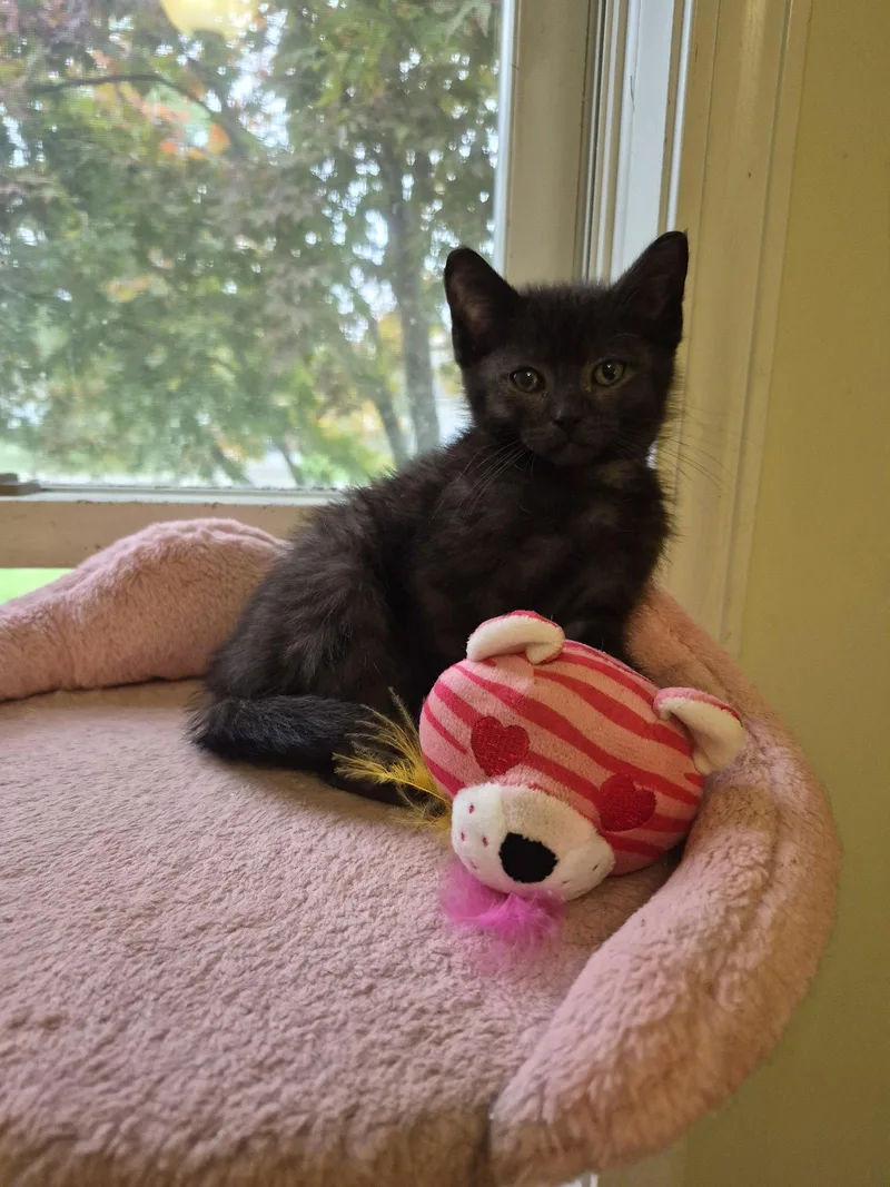 A baby small-sized male Gray / Blue / Silver Domestic Medium Hair cat named C Litter Gino for adoption in Livonia, MI