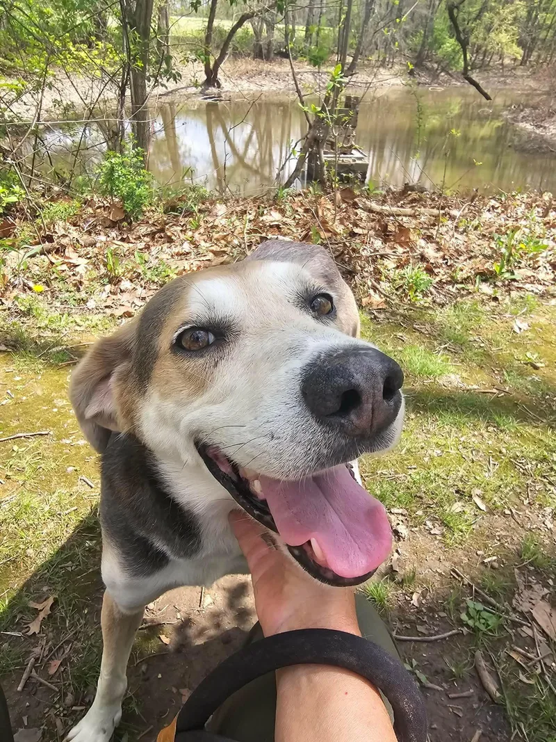 Pound Dogbilly  Courtesy thumbnail 2