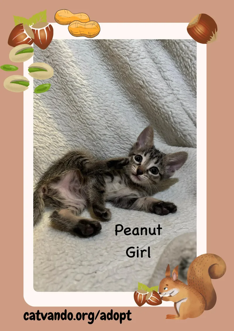 A baby medium-sized female Tabby cat named Peanut for adoption in Maywood, IL