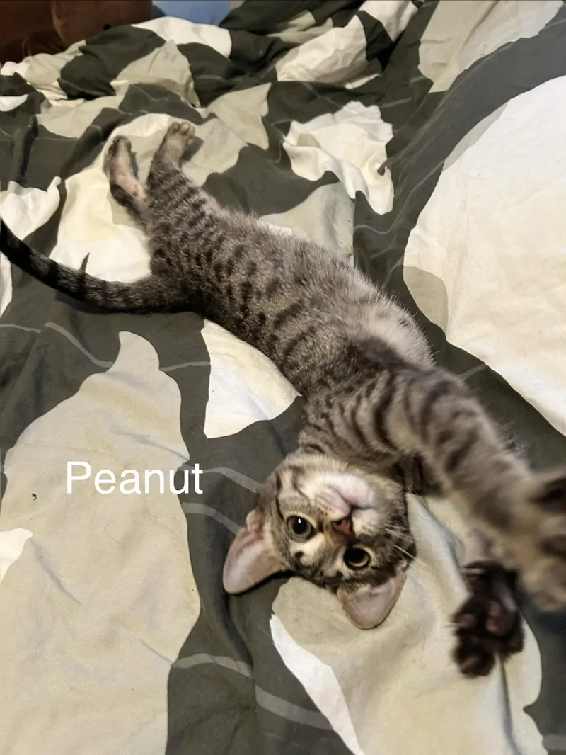 Peanut thumbnail 2