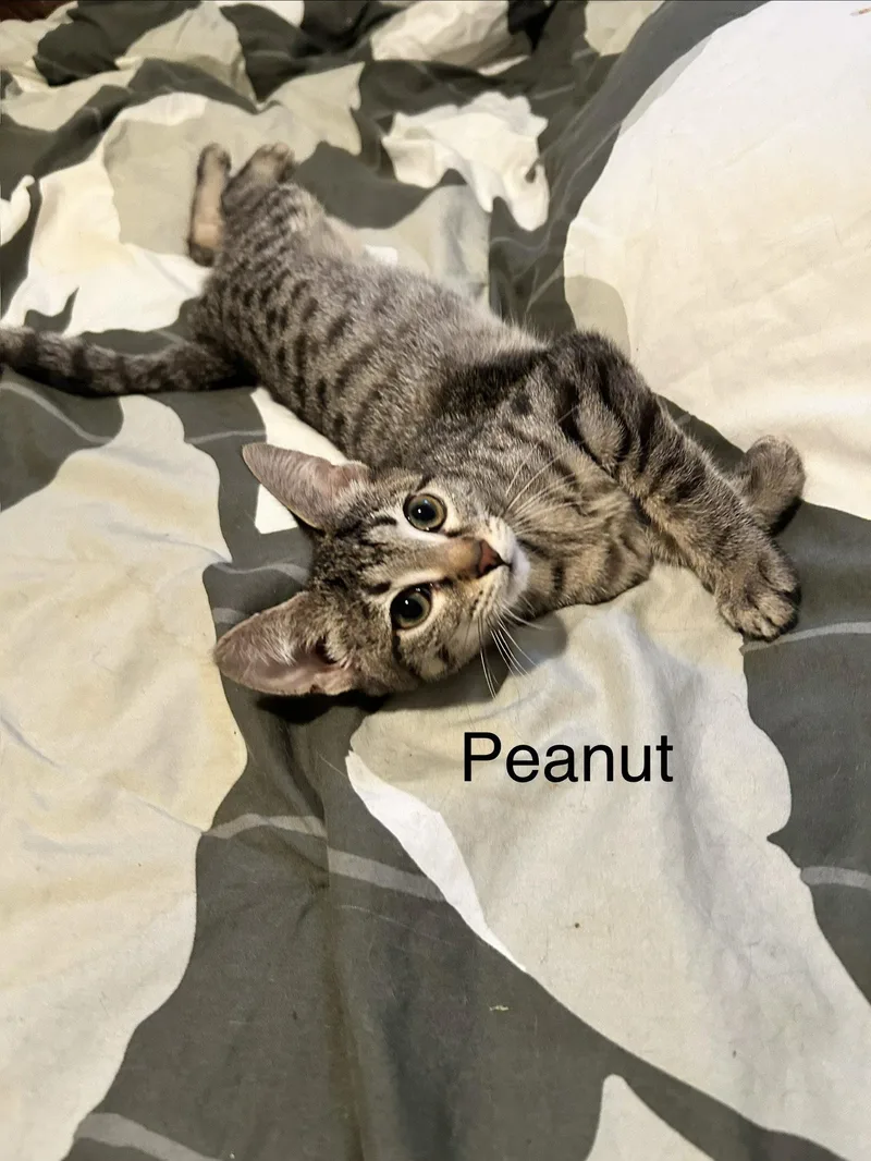 Peanut thumbnail 3