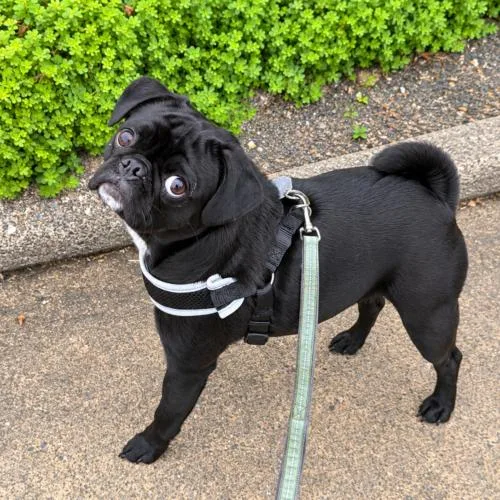 A young small-sized male Bicolor Pug dog named Johnny for adoption in Seattle, WA