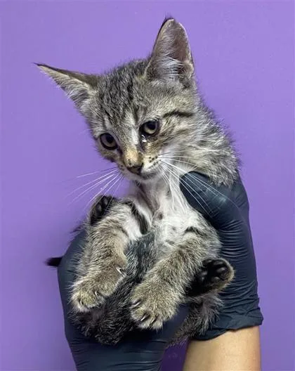 A baby small-sized male Gray / Blue / Silver Domestic Short Hair cat named 61296657 for adoption in El Paso, TX