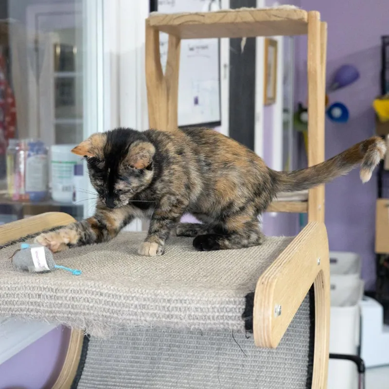 A baby small-sized female Tortoiseshell Domestic Short Hair cat named Gwyneira for adoption in McKean, PA