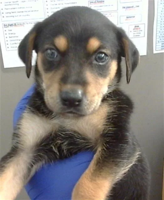 A baby medium-sized female Mixed Breed dog named Rose for adoption in Dallas, TX