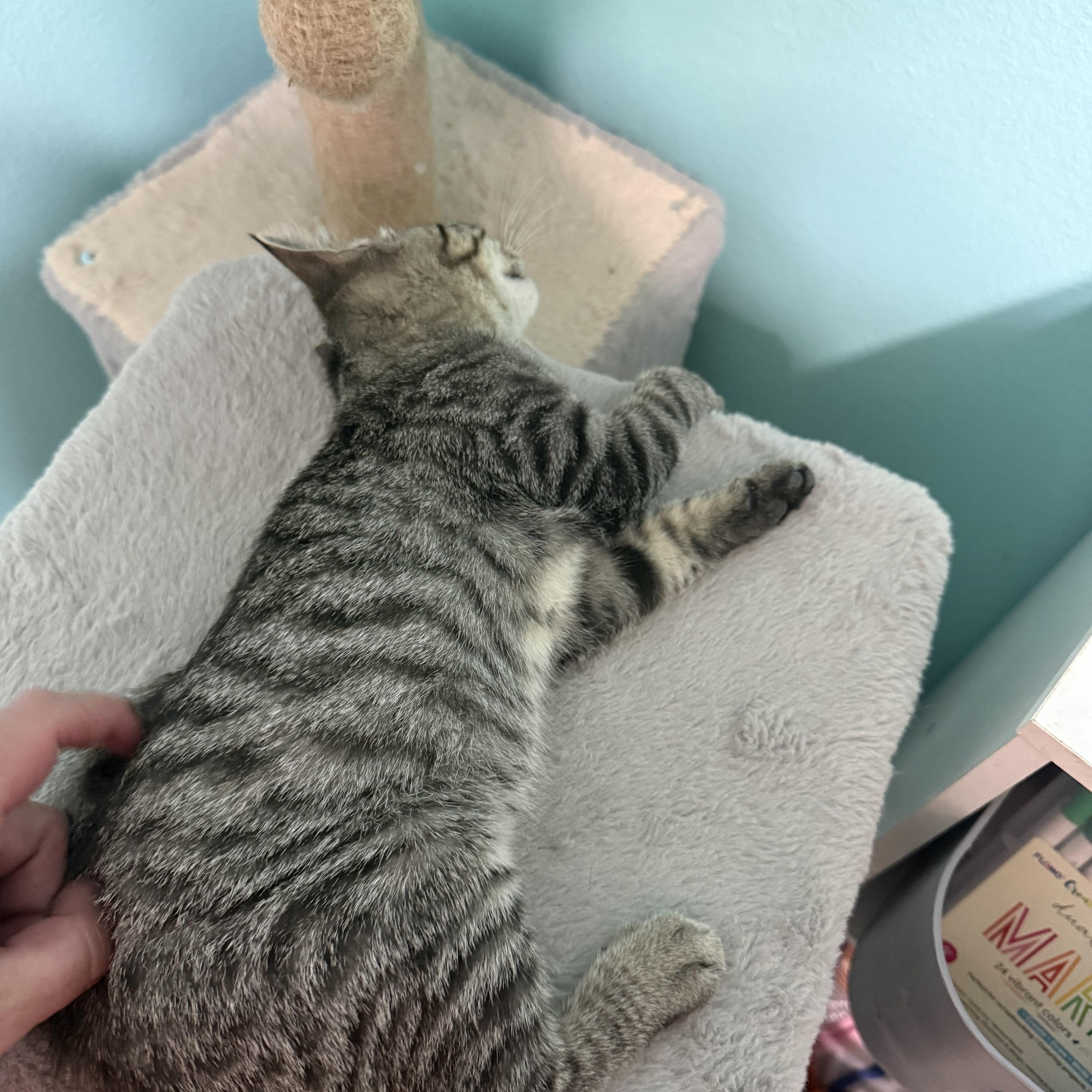 A baby medium-sized male Tabby (Brown / Chocolate) Domestic Short Hair cat named Peanut Butter for adoption in Omaha, NE
