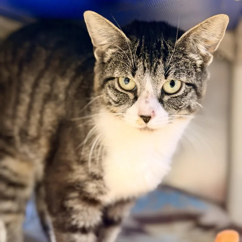 An adult medium-sized female Tabby (Brown / Chocolate) Domestic Short Hair cat named Anna for adoption in Manahawkin, NJ