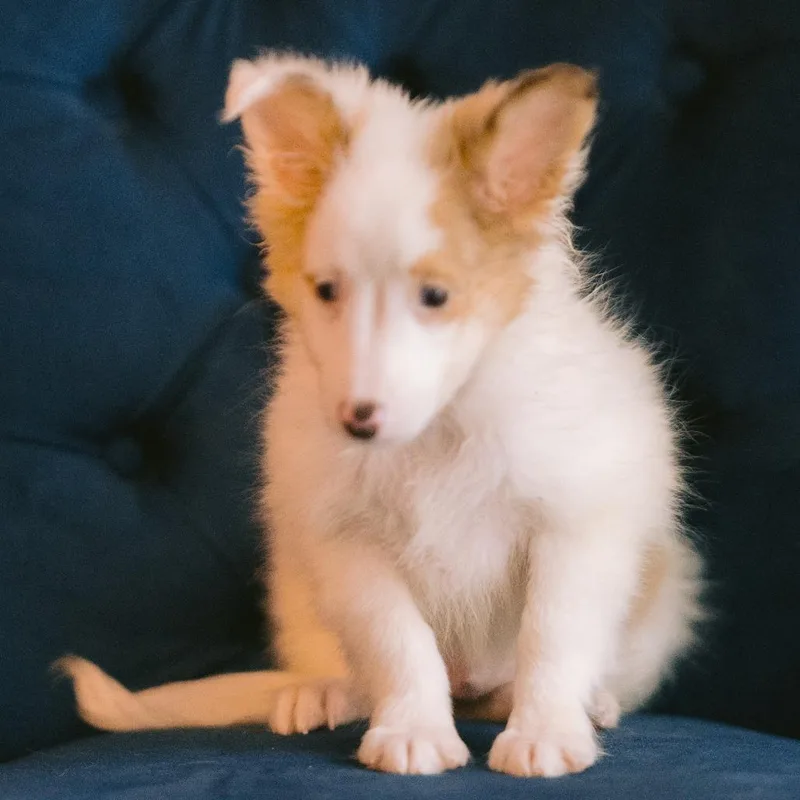 A baby small-sized male Shetland Sheepdog / Sheltie dog named Ray for adoption in Zionsville, IN