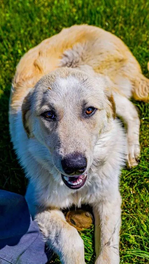 An adult large-sized female White / Cream Great Pyrenees dog named Penny for adoption in Kenton, OH