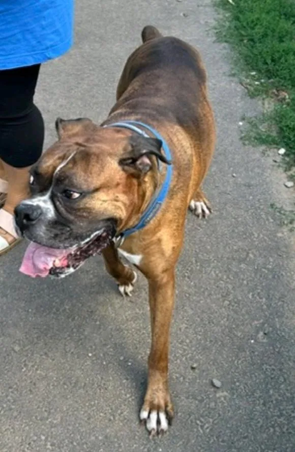 A senior large-sized male Boxer dog named Bronx for adoption in Torrington, CT