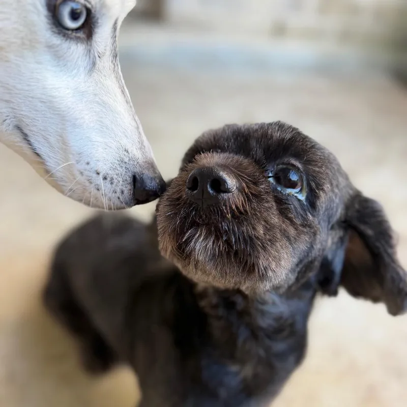 An adult small-sized male Shih Tzu dog named Shiloh for adoption in Baton Rouge, LA