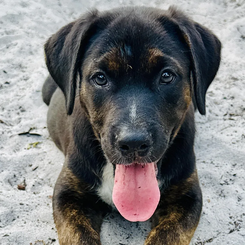Maggie